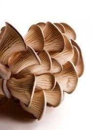 Oysters Oysters