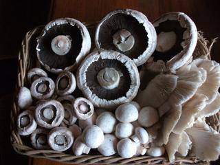 freshly picked mushrooms