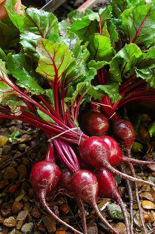 Beetroot