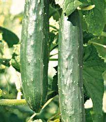Cucumber Cucumber