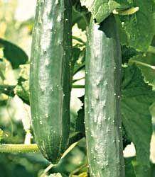 Cucumber