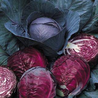 red cabbage